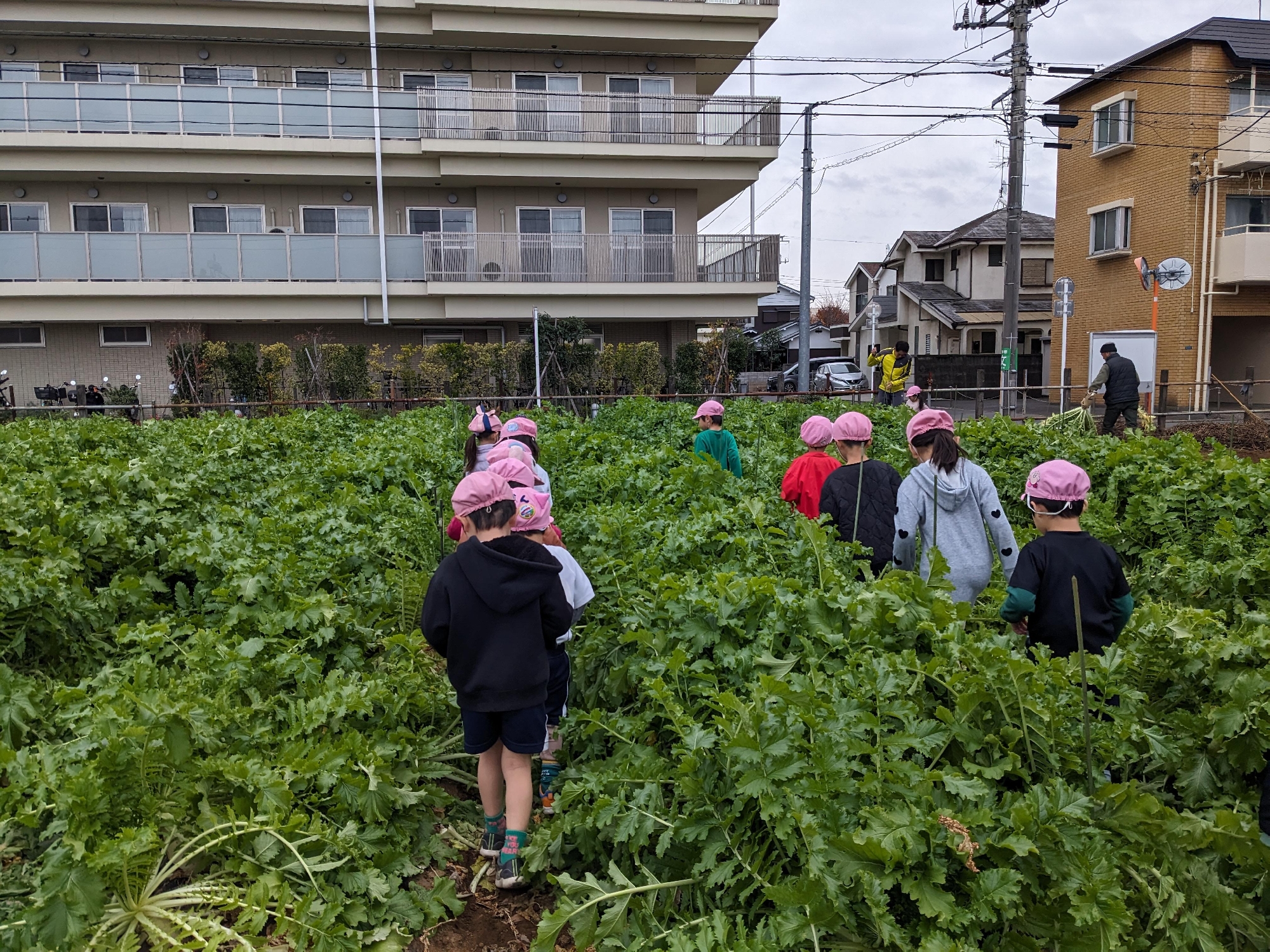年中大根抜き