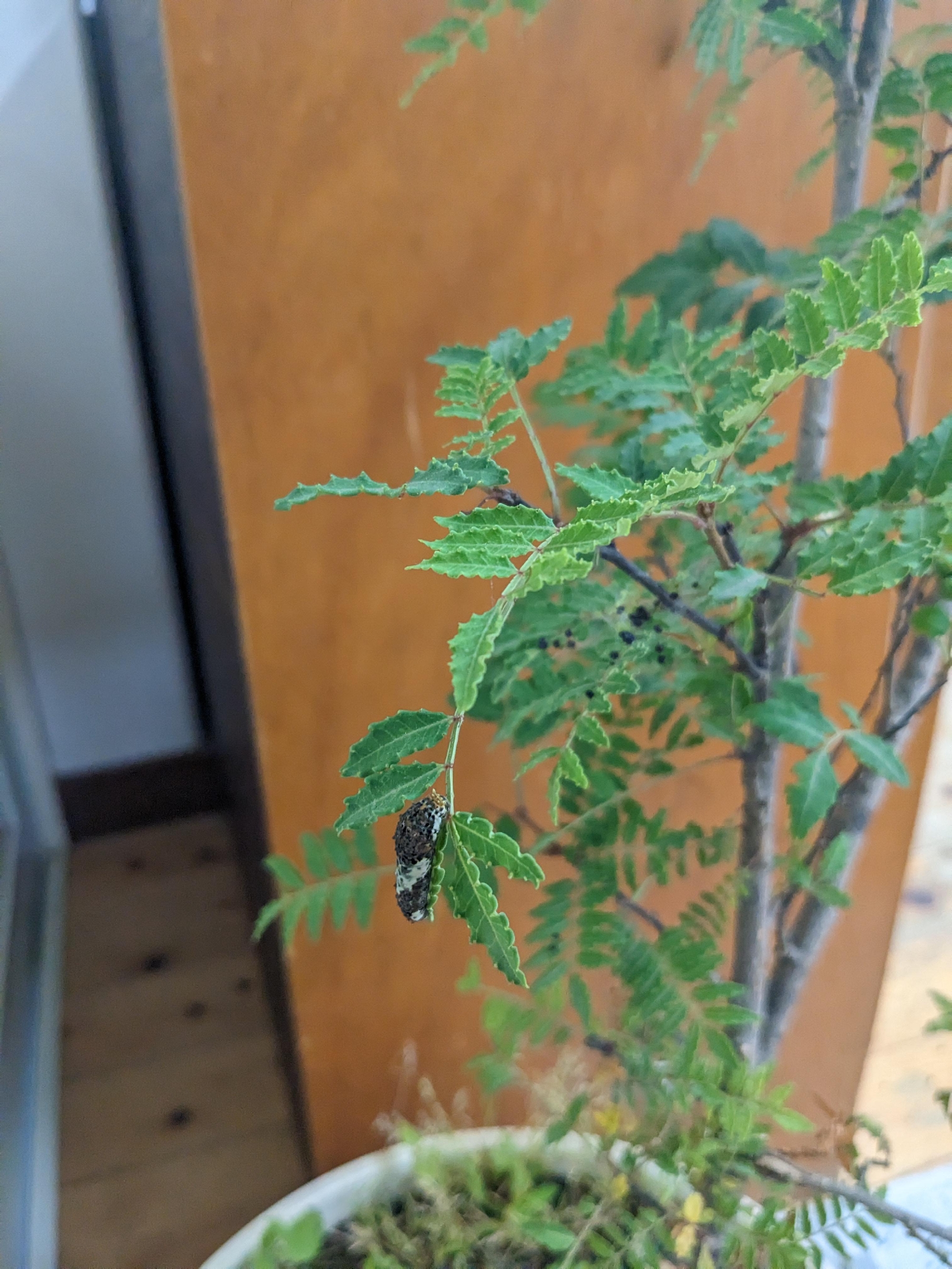 アゲハ蝶
