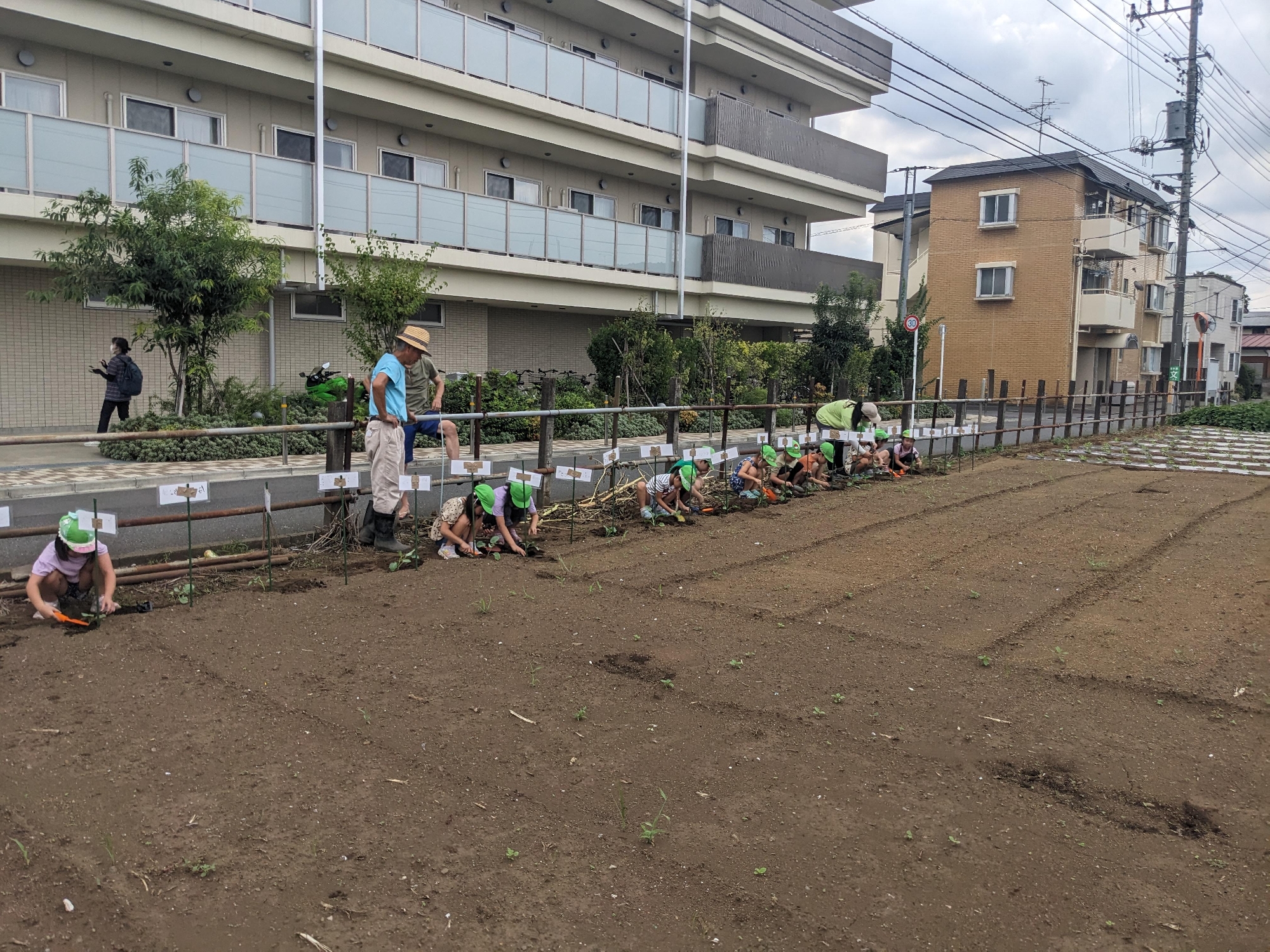 ブロッコリー