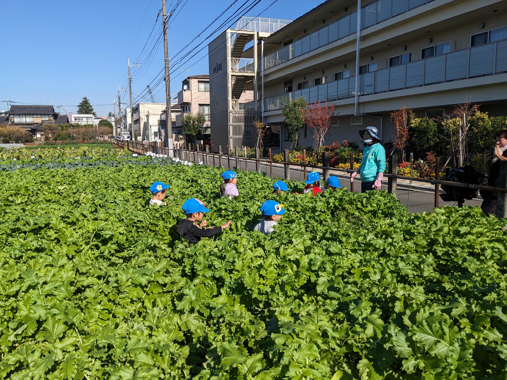 年少大根抜き