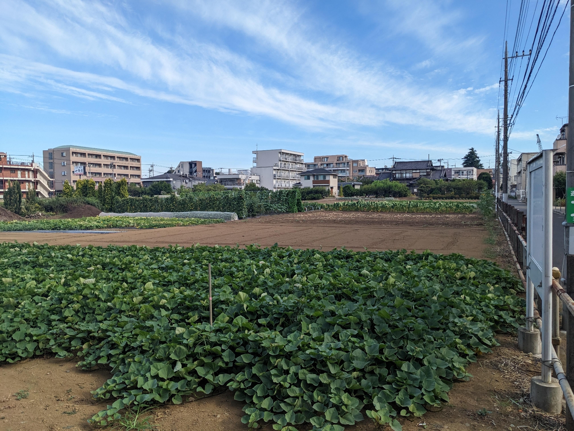 幼稚園の畑